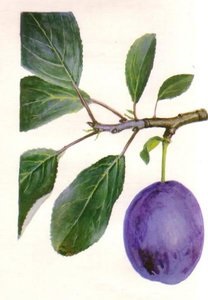 paczelt szilvaja